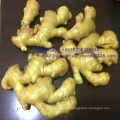 Top Quality New Crop Air Fresh Ginger PVC Box